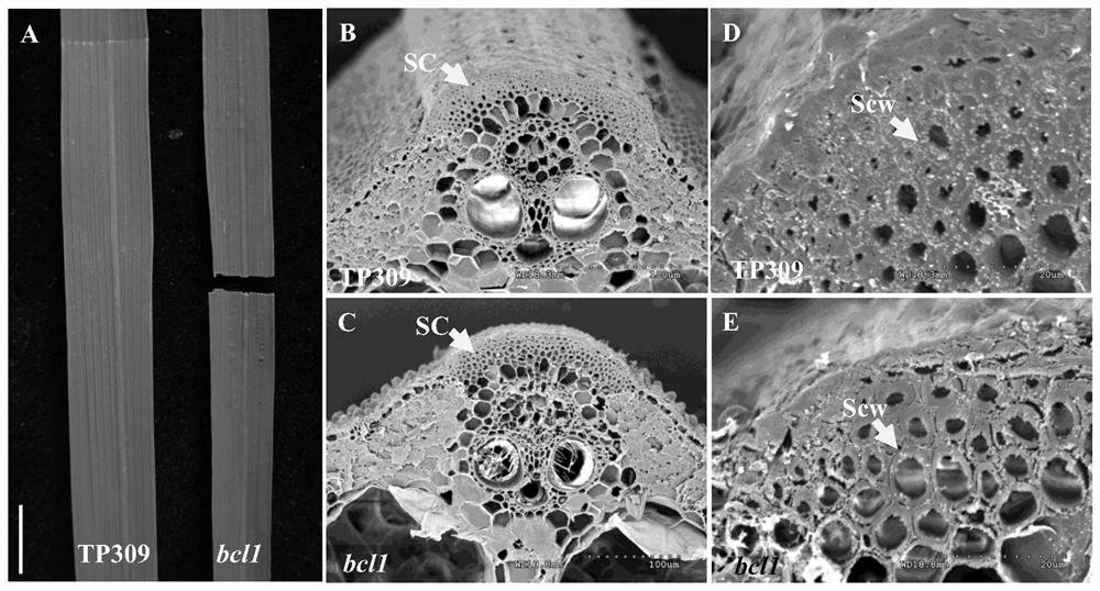 Application of protein and related biological materials thereof to regulation and control on mechanical strength of plants