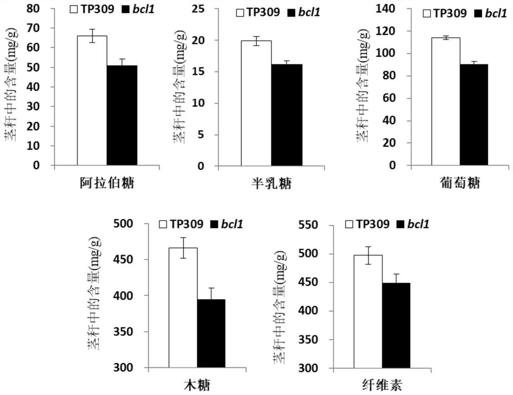 Application of protein and related biological materials thereof to regulation and control on mechanical strength of plants