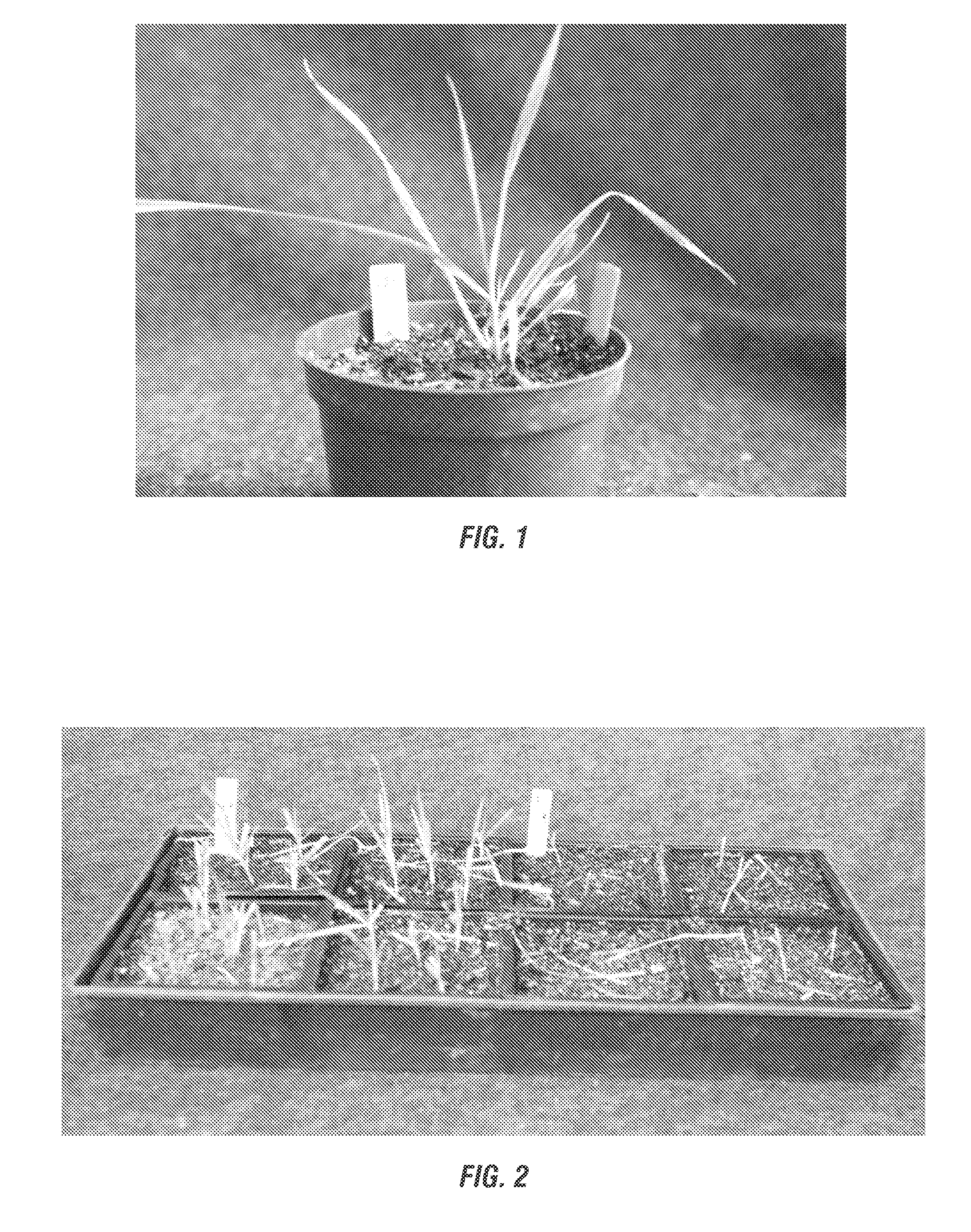 Acetyl co-enzyme a carboxylase herbicide resistant plants