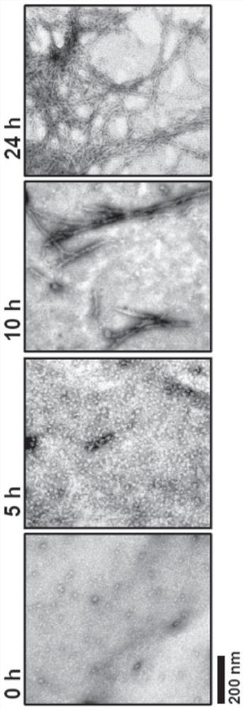 Detection of misfolded tau proteins