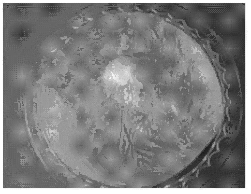 Functional chitosan scaffold with surface charge tunability as filtering medium