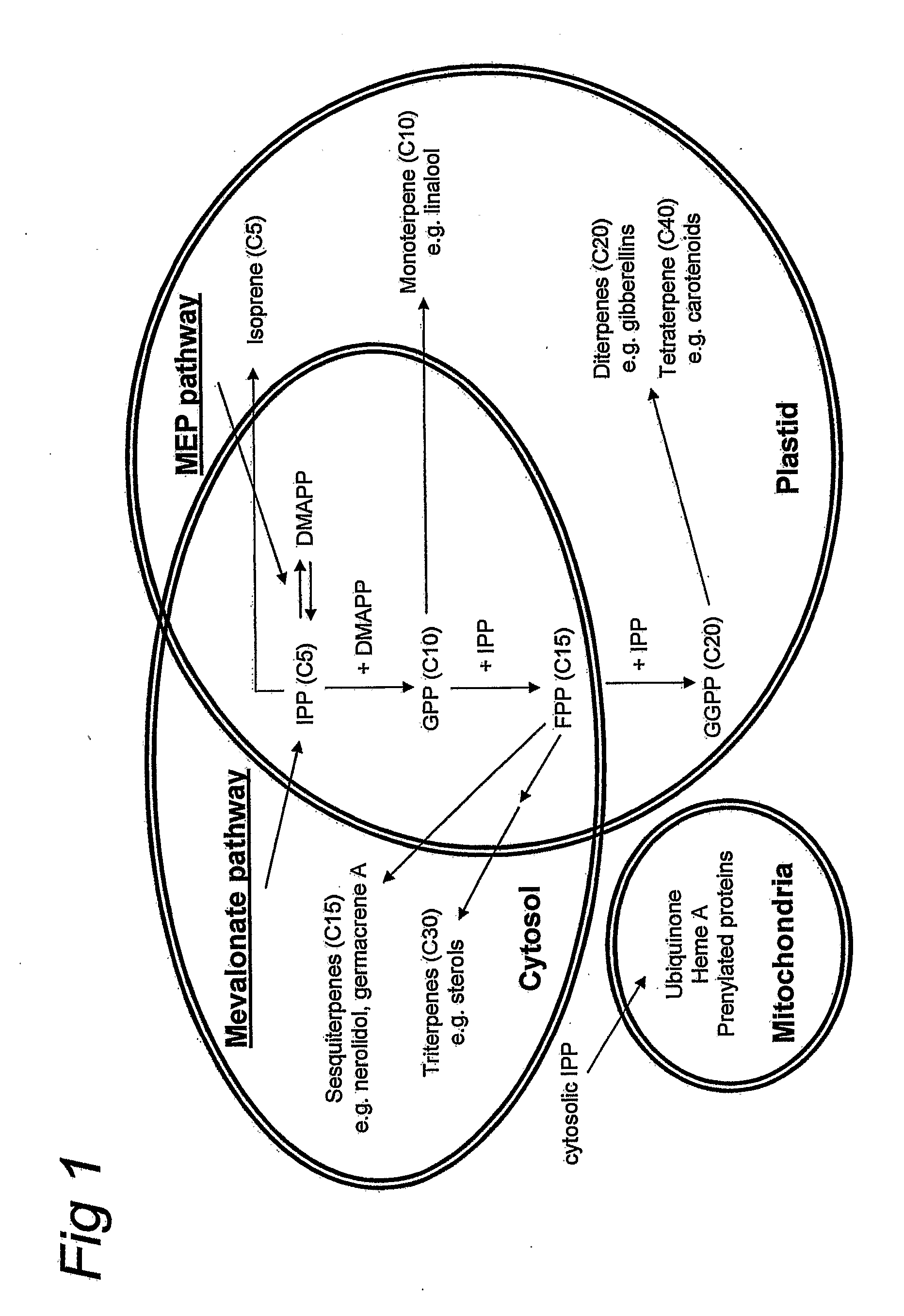 Terpene hydroxylation