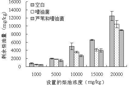 Method for remediating petroleum contaminated wet land by combining Phragmites australis and microorganisms