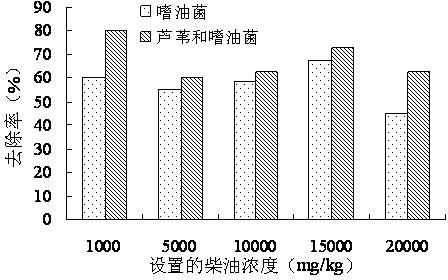 Method for remediating petroleum contaminated wet land by combining Phragmites australis and microorganisms