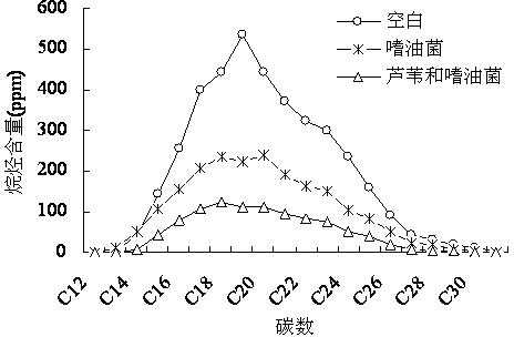 Method for remediating petroleum contaminated wet land by combining Phragmites australis and microorganisms