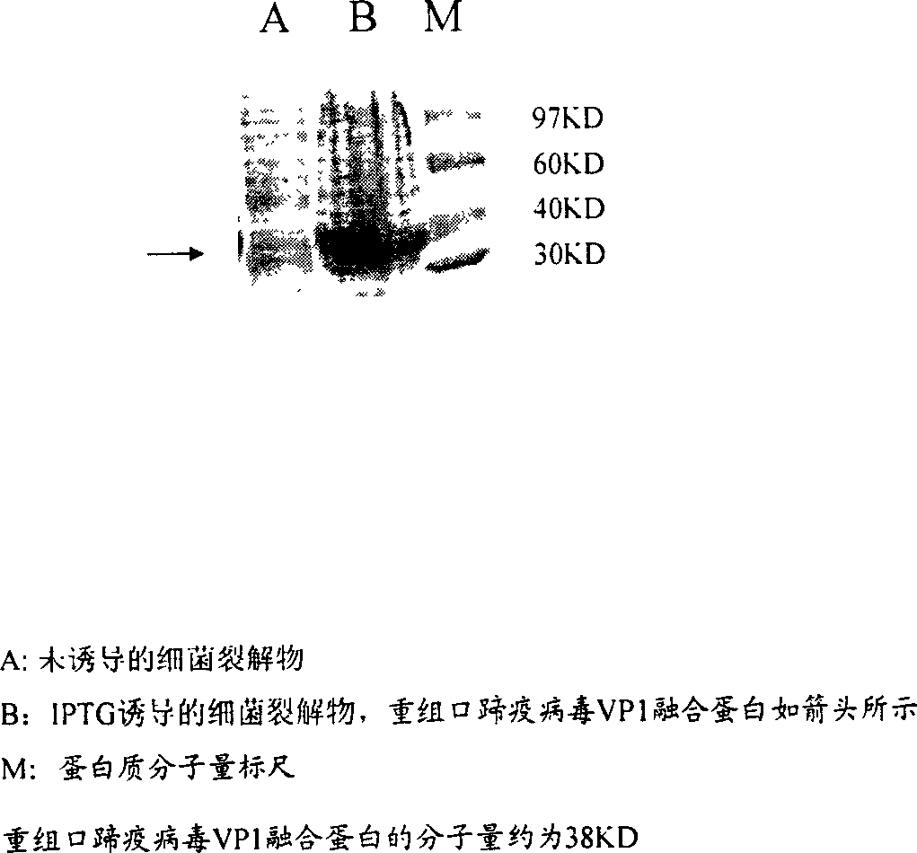 Recombinant foot-and-mouth disease virus VP1 confluent protein vaccine