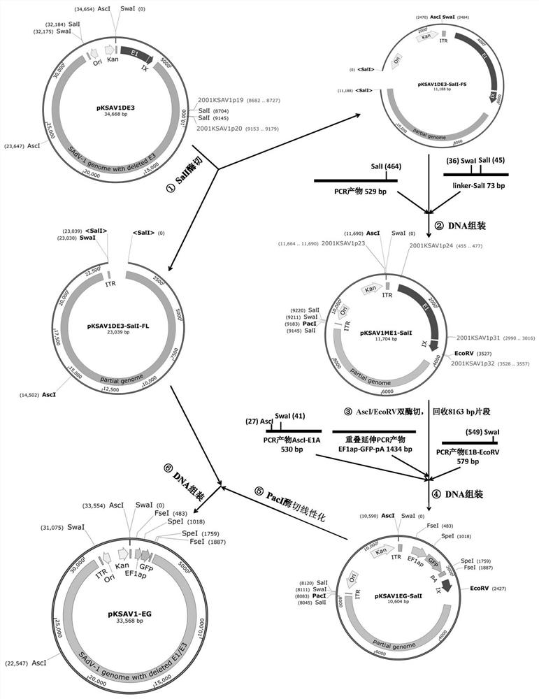 Monkey type 1 adenovirus (SAdV-1) vector system and application thereof