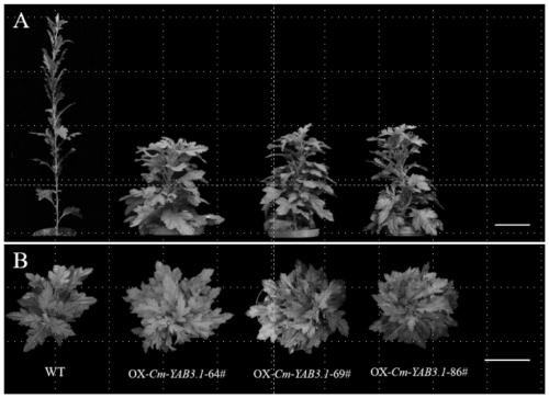 Method for creating short and strong plant-type chrysanthemums