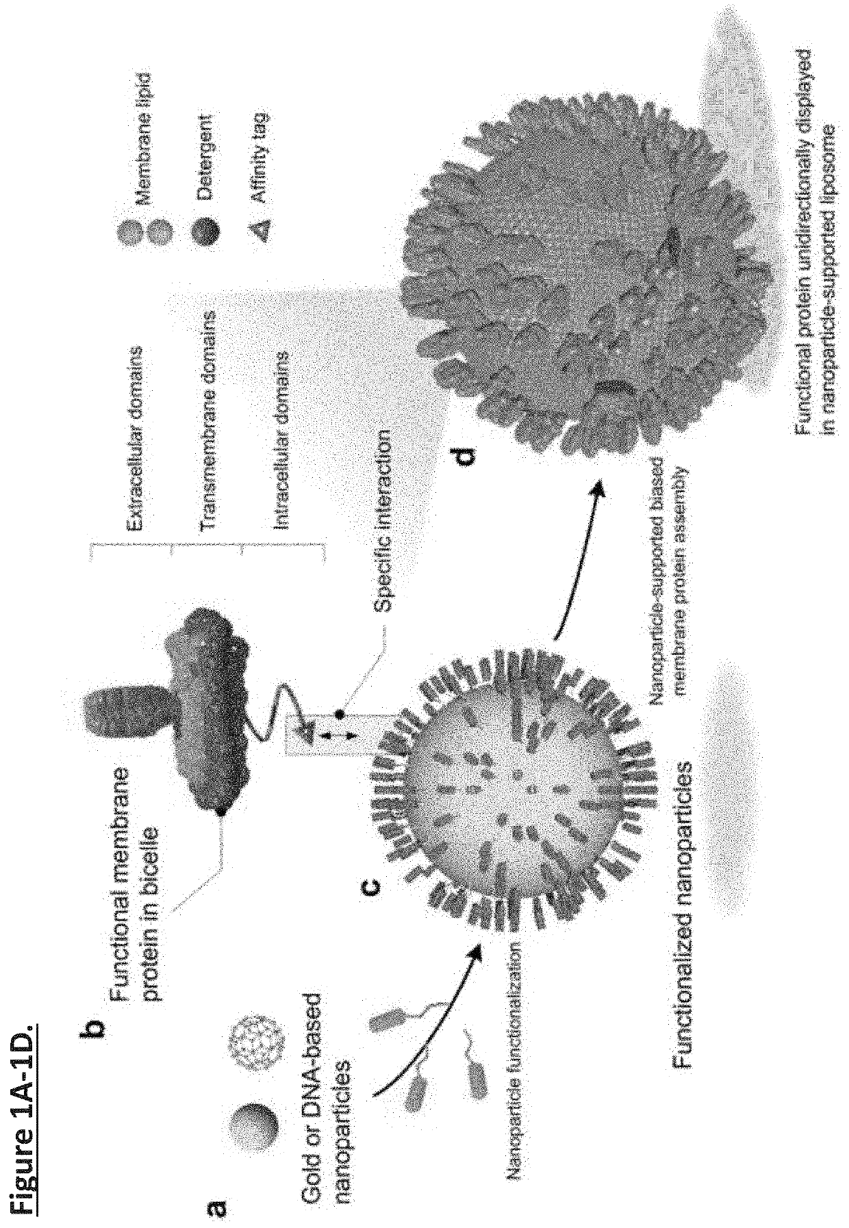 Unidirectional presentation of membrane proteins in nanoparticle-supported liposomes