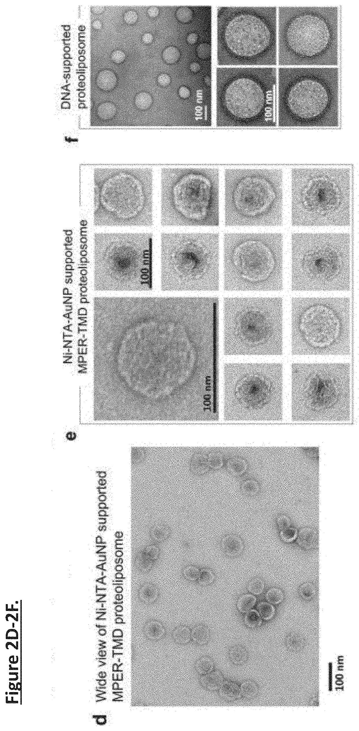 Unidirectional presentation of membrane proteins in nanoparticle-supported liposomes