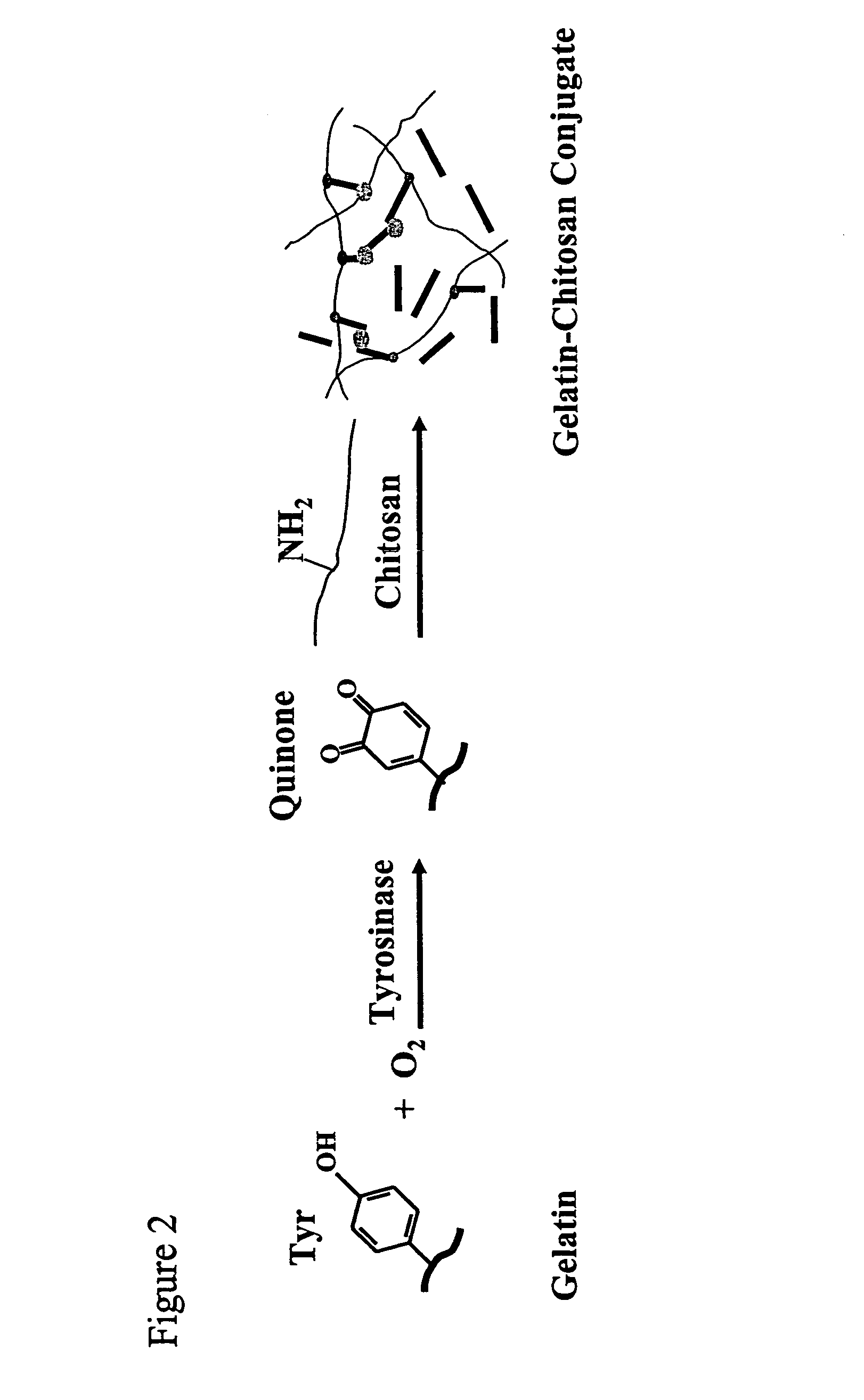 Polysaccharide-based polymers and methods of making the same