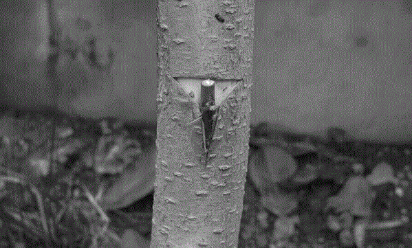 Method for grafting chestnut tree