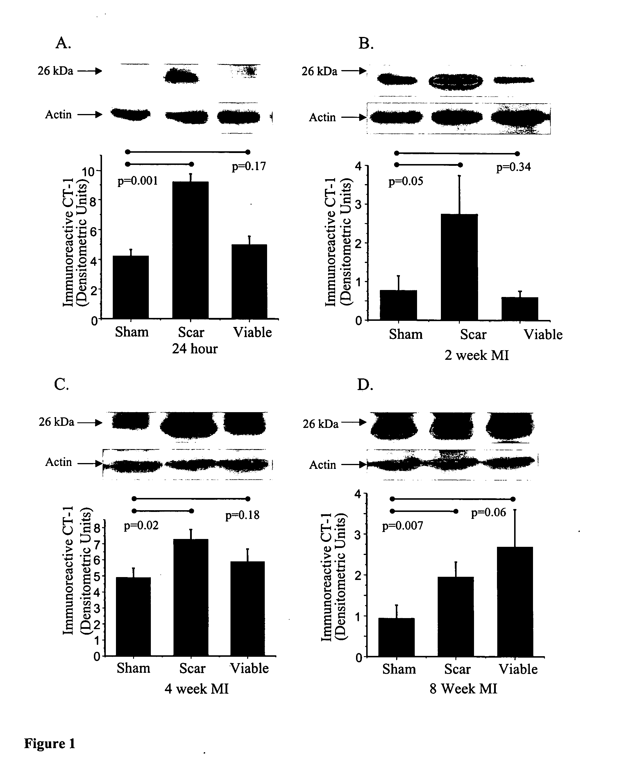 Use of cardiotrophin-1 to promote wound healing and counteract overt fibrosis