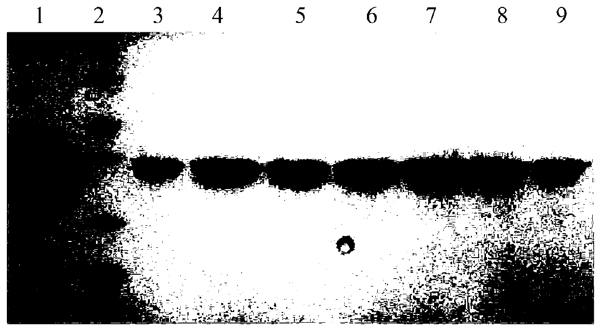 Epoxide hydrolase mutant as well as gene and application of epoxide hydrolase mutant