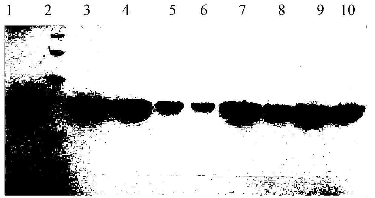 Epoxide hydrolase mutant as well as gene and application of epoxide hydrolase mutant