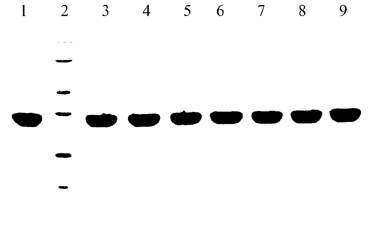 Epoxide hydrolase mutant as well as gene and application of epoxide hydrolase mutant