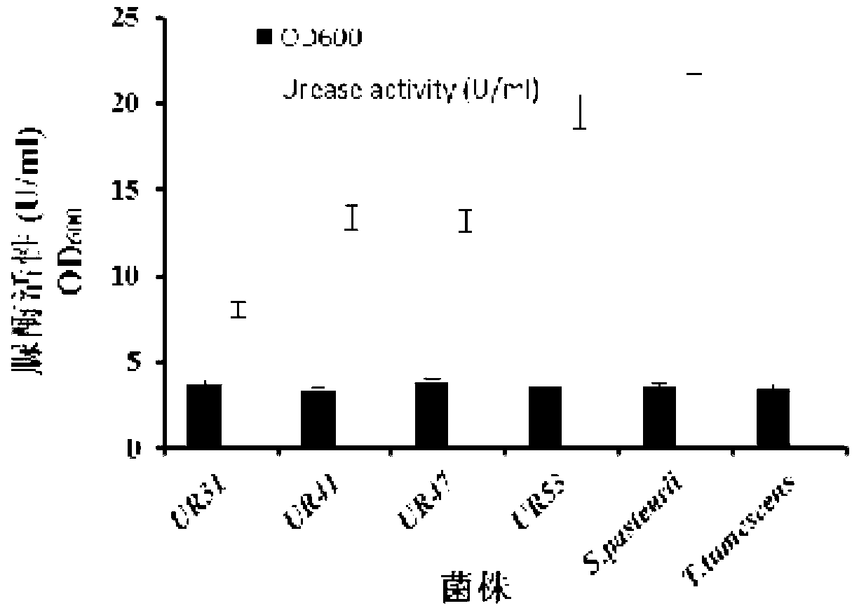 Urease-producing microorganisms and method for solidifying heavy metals in subgrade by using same