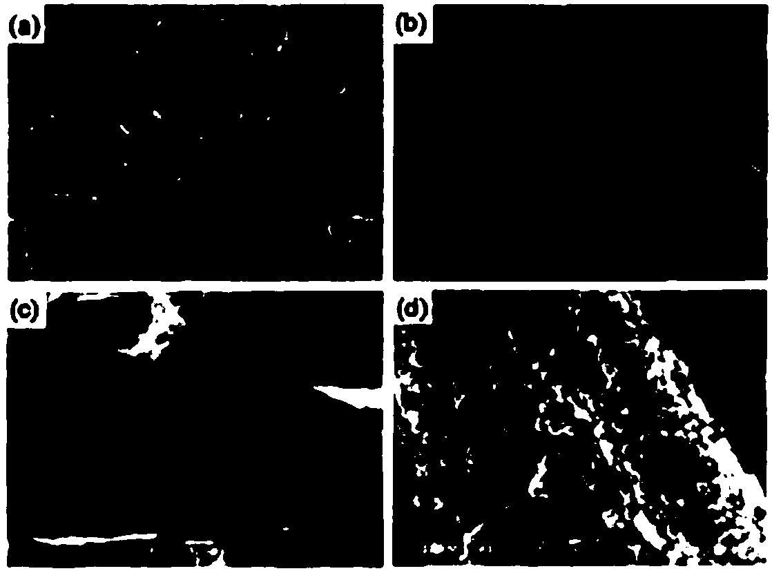 Preparation method of superhydrophobic melamine sponge modified by utilizing dopamine and carbon nanotubes