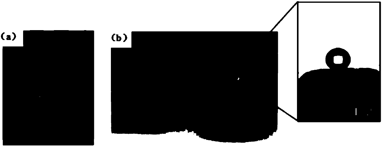 Preparation method of superhydrophobic melamine sponge modified by utilizing dopamine and carbon nanotubes