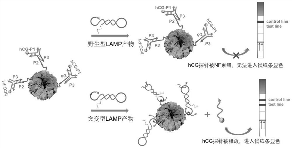 Application of pregnancy test paper to on-site instant detection of hepatitis B virus drug-resistant mutant genes