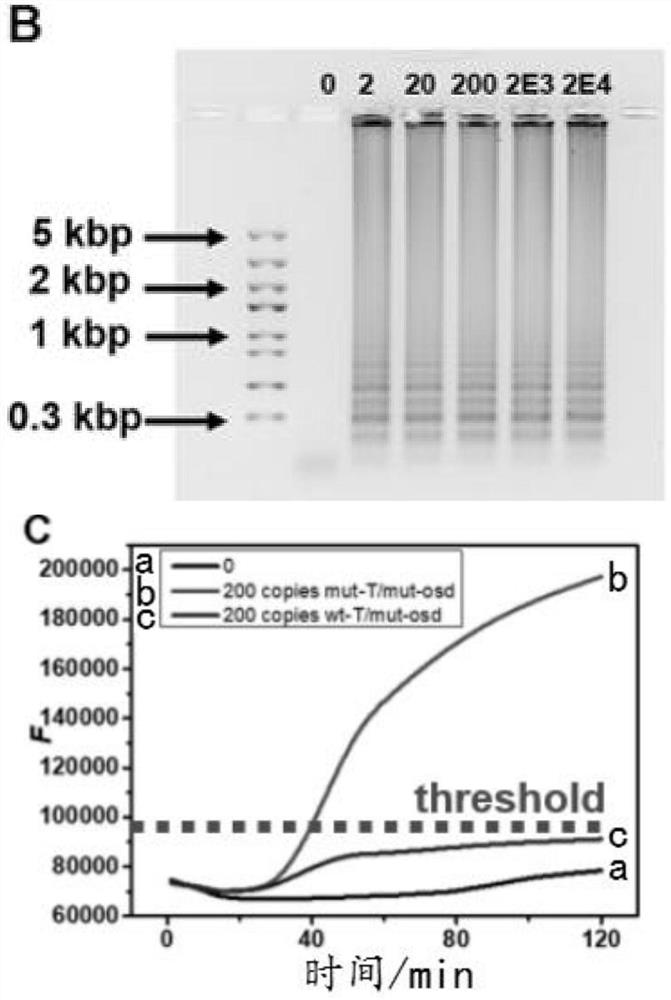 Application of pregnancy test paper to on-site instant detection of hepatitis B virus drug-resistant mutant genes