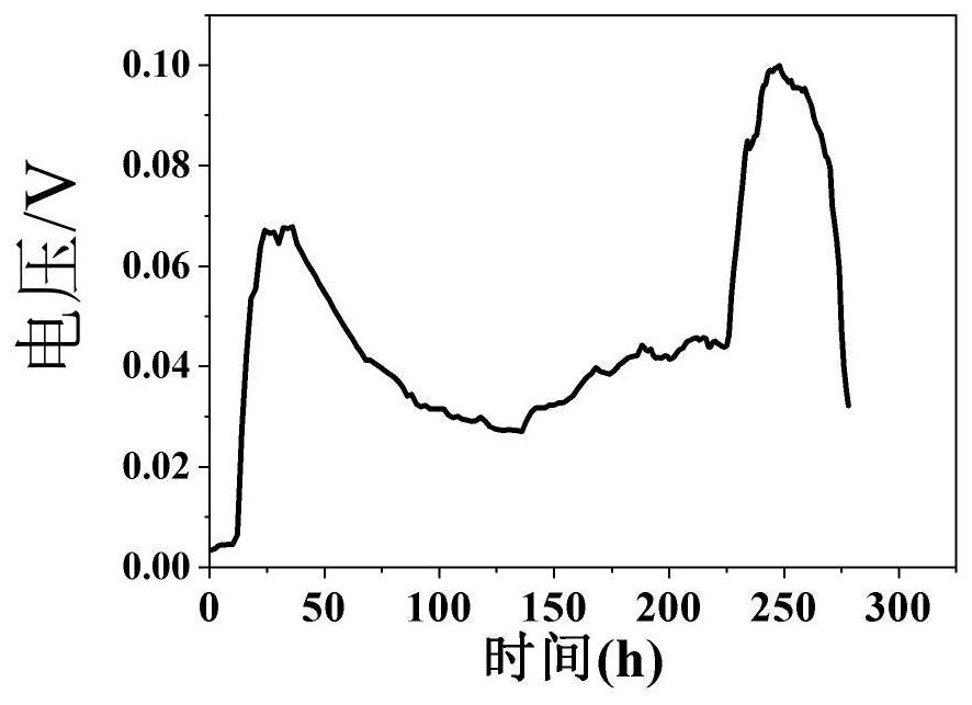 A strain of algal Shewanella scs-1 and its application in microbial electricity production