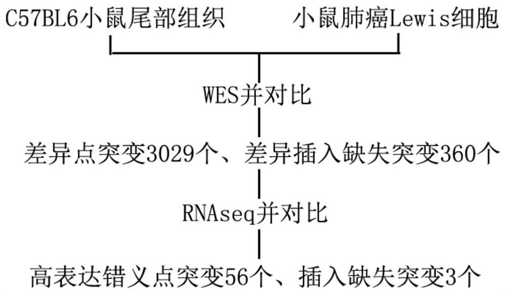 RNA vaccine for treating non-small cell lung cancer and construction method thereof