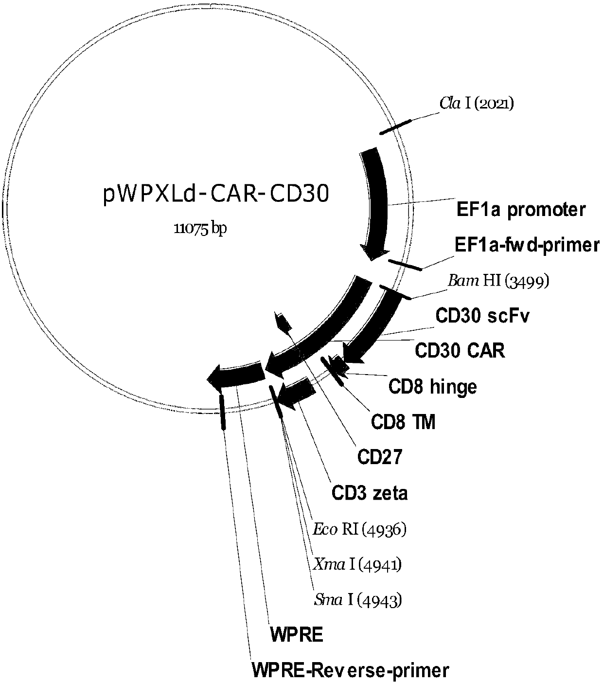 CD30 targeted chimeric antigen receptor, and CD30 targeted chimeric antigen receptor T cell and preparation method and application thereof