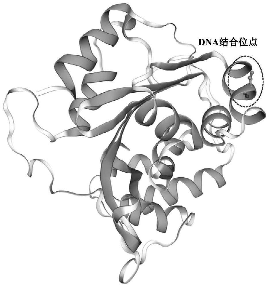 Transcription factor AvbHLH3 participating in regulation and control of synthesis of bornyl acetate in amomum villosum and application of transcription factor AvbHLH3