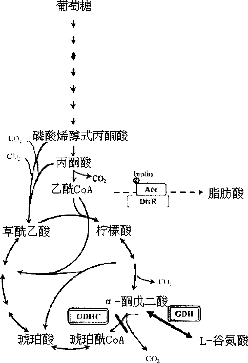 Aminoglutaric acid genetic engineering high-producing strains and use thereof