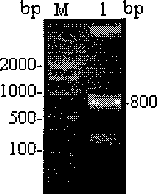 Aminoglutaric acid genetic engineering high-producing strains and use thereof