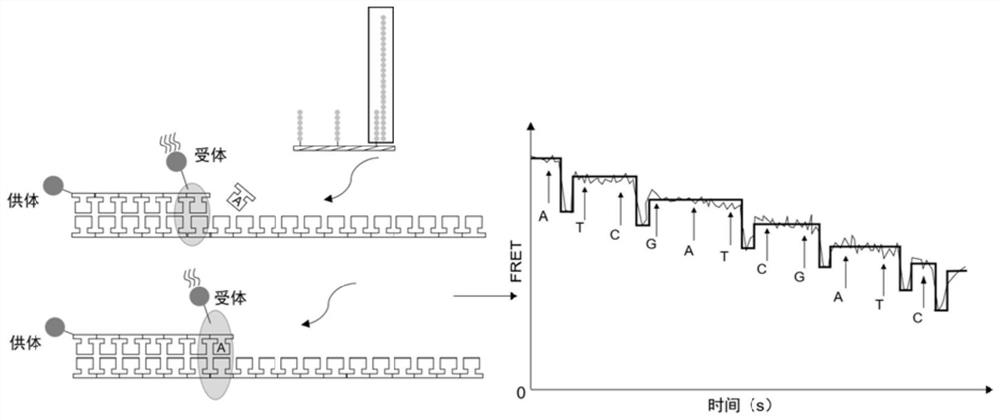 Nucleic acid sequencing method of nucleoside non-labeled FRET