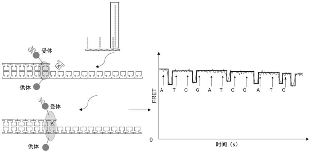 Nucleic acid sequencing method of nucleoside non-labeled FRET