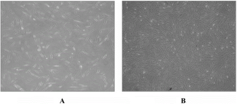 Application of human amniotic mesenchymal stem cells