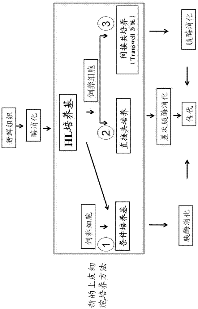 Culture medium, kit for cell culture, and cell culture method