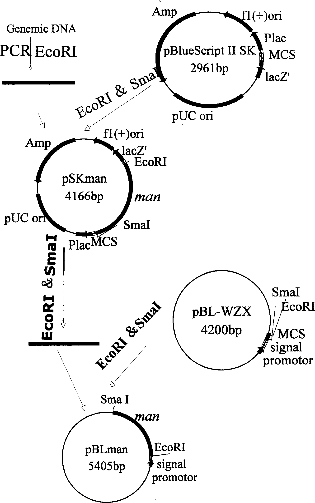 Beta-mannase gene and preparation thereof