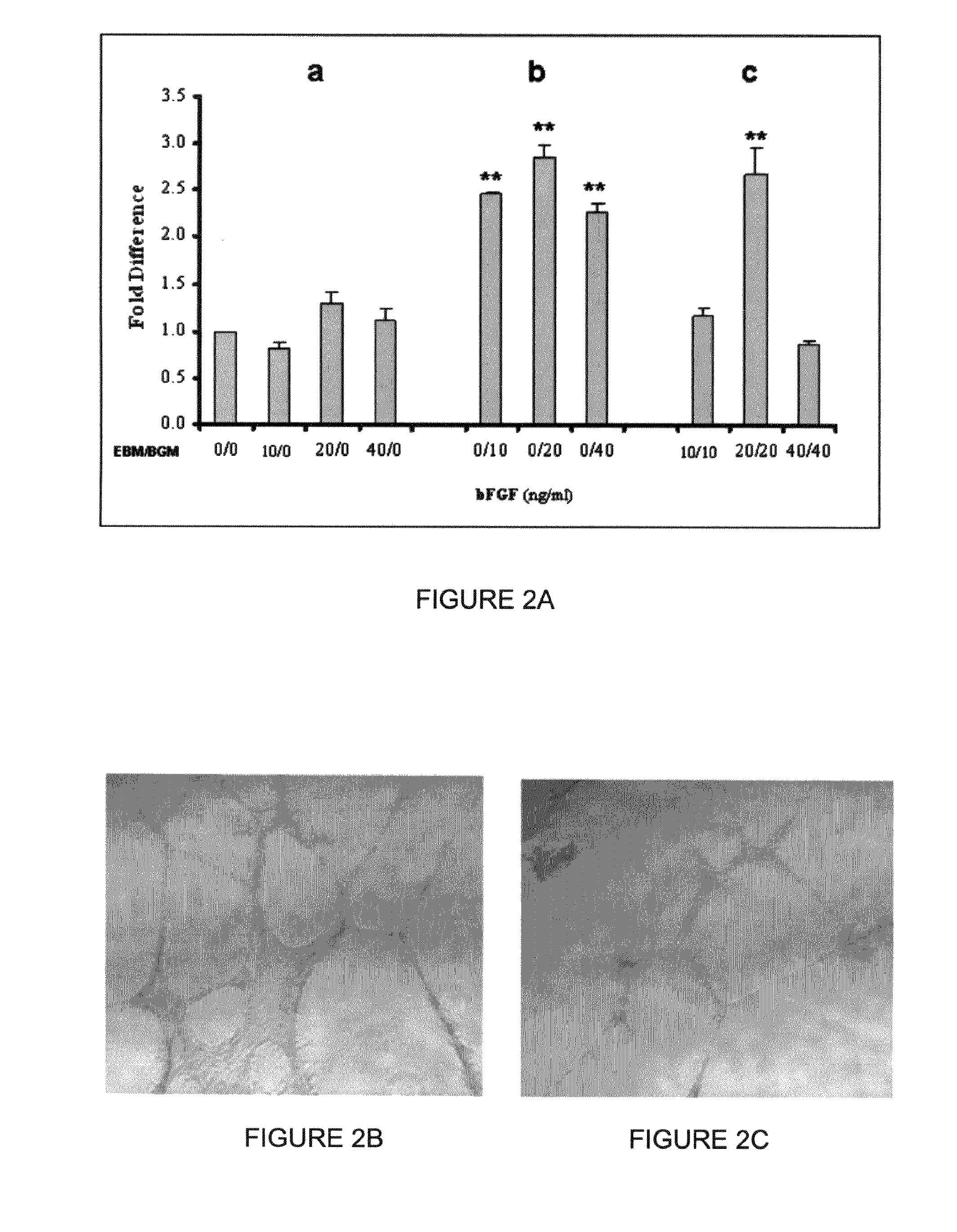 Hemangio colony forming cells and non-engrafting hemangio cells