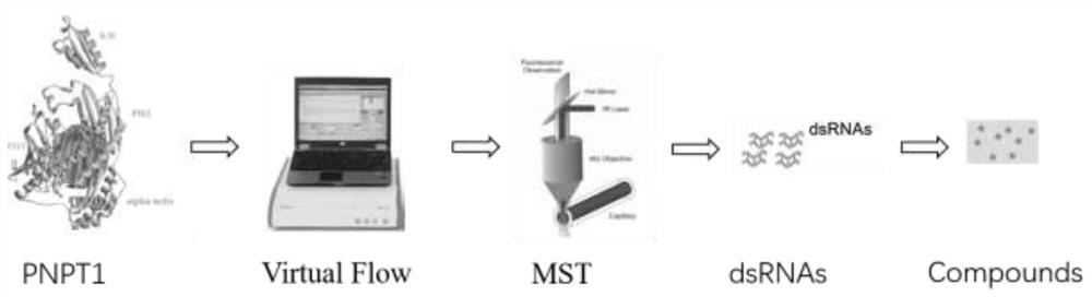 Pharmaceutical application of polyribonucleotide nucleoside transferase 1 inhibitor