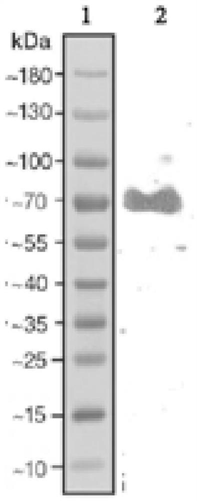 A kind of eukaryotic expressed African swine fever virus p72 antigen and application thereof