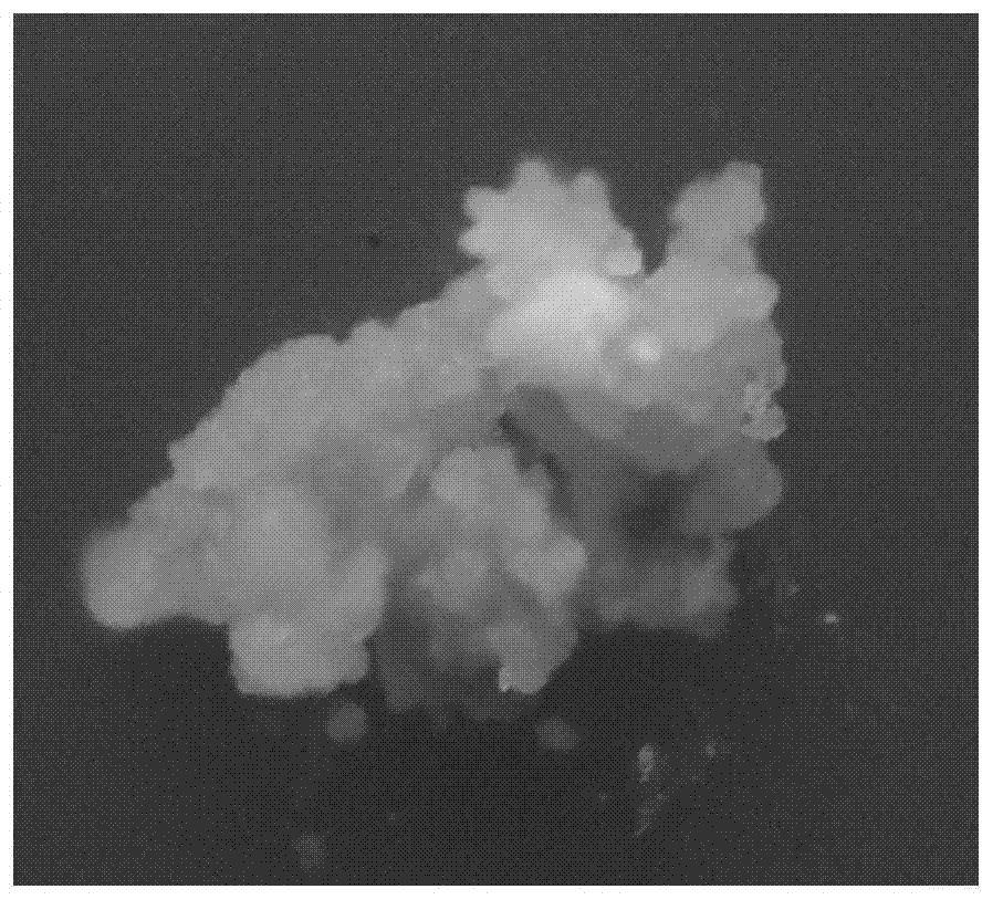 Vitrification ultralow-temperature preserving method for agapanthus embryogenic callus