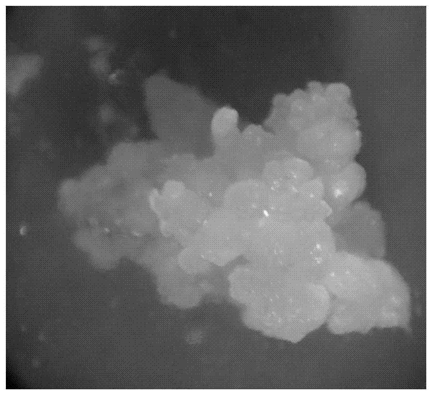 Vitrification ultralow-temperature preserving method for agapanthus embryogenic callus