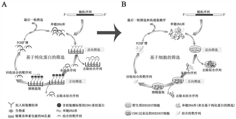 CD81 aptamer and application thereof