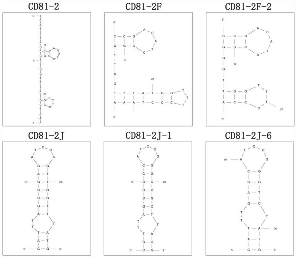 CD81 aptamer and application thereof