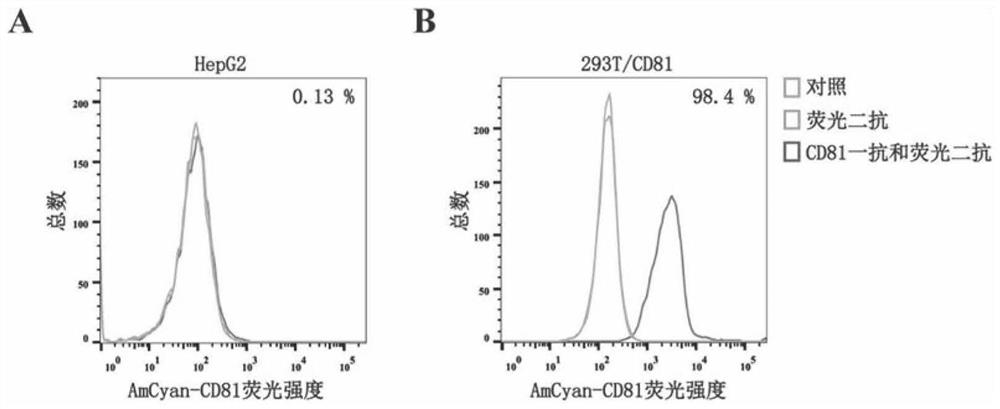 CD81 aptamer and application thereof