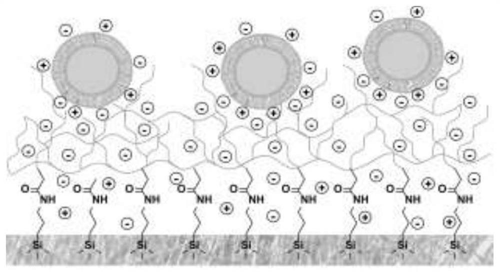 Extracellular vesicle separation and enrichment method based on anionic polymer modified matrix