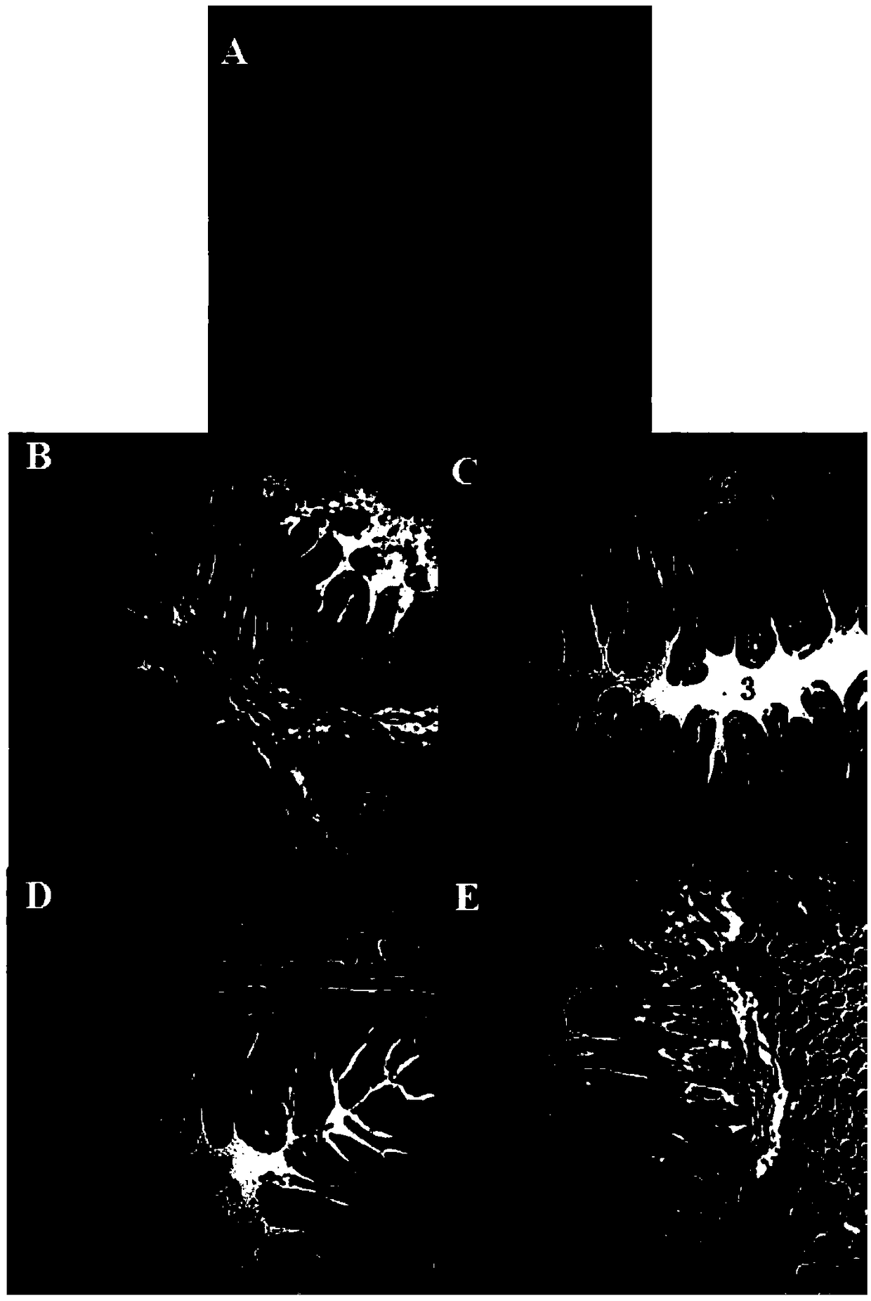 Preparation method of livestock feed premix as well as product and application thereof