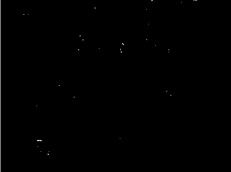 Isolated culture method for enameloblast