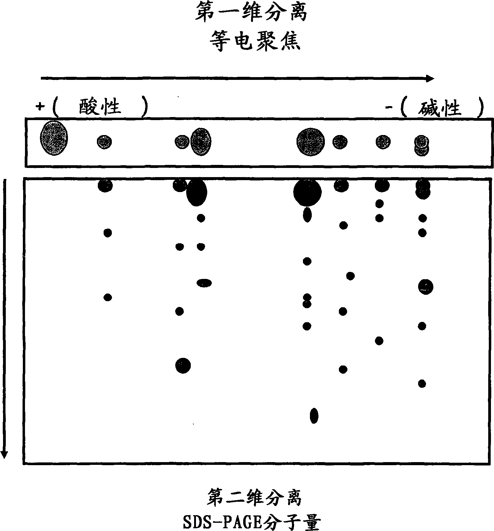 Blood cell separation