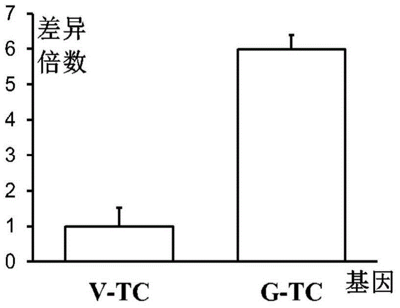 Tetranychus cinnabarinus cytochrome p450 gene and application thereof