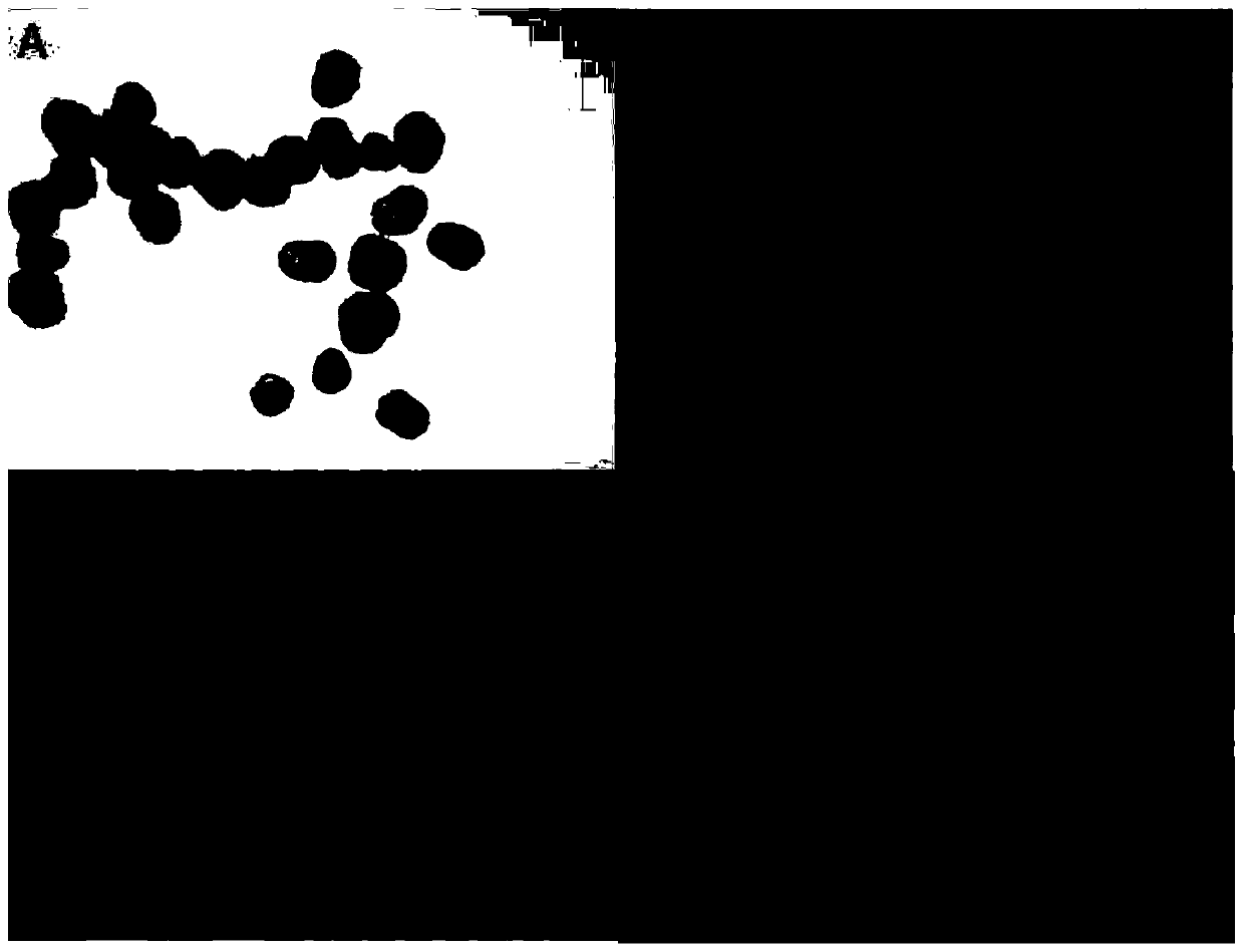 A method for efficiently creating new rhododendron germplasm by combining distant hybridization and tissue culture